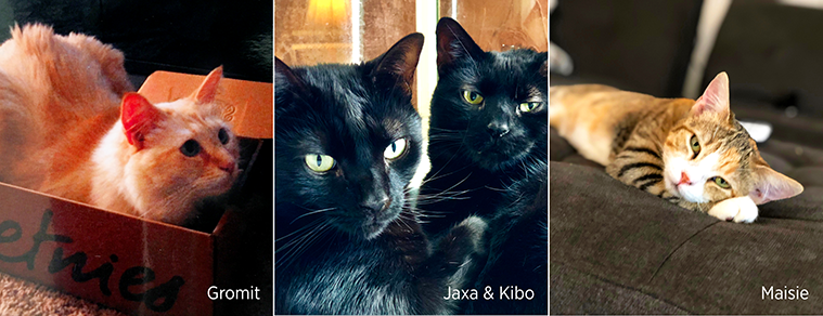 The Cats of ChargePoint - Gromit, Kibo, Maisie