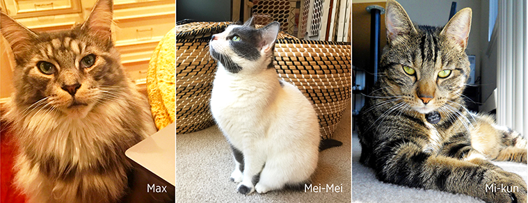 The Cats of ChargePoint - Max, Mei Mei, Mi-Kun