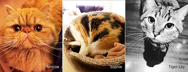 The Cats of ChargePoint - Simcoe, Sophie, Tiger Lily