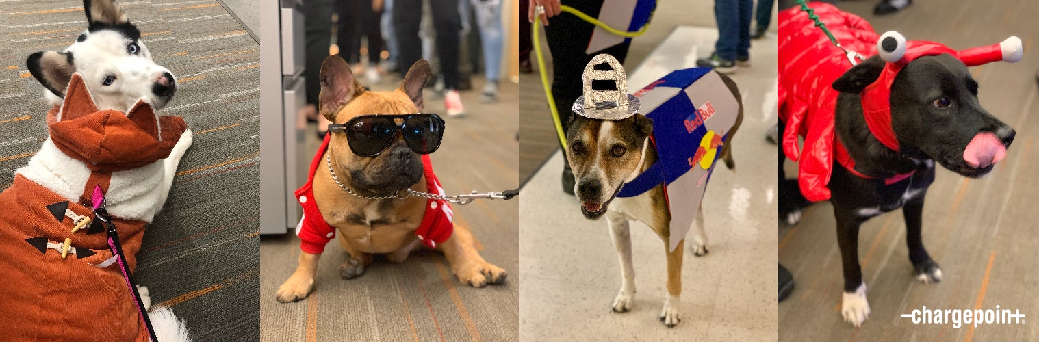 Dogs in costume