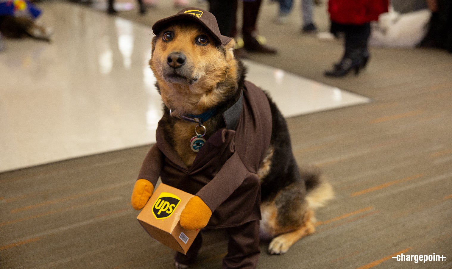 Marble takes first place in the dog costume contest